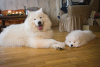 Additional photos: Purebred Samoyed puppies