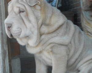 Photo №1. shar pei - for sale in the city of Moscow | 430$ | Announcement № 1536