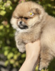 Photo №4. I will sell non-pedigree dogs in the city of Пршибрам. breeder - price - 2800$