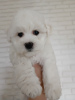 Photo №2 to announcement № 42506 for the sale of bichon frise - buy in Ukraine breeder