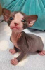 Photo №1. sphynx cat - for sale in the city of Москва | 317$ | Announcement № 117778