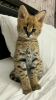 Photo №2 to announcement № 19287 for the sale of savannah cat - buy in United States breeder