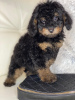 Photo №1. poodle (toy) - for sale in the city of Minsk | negotiated | Announcement № 35423
