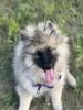 Photo №4. I will sell german spitz in the city of Бердск. private announcement - price - Is free