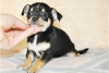 Photo №4. I will sell non-pedigree dogs in the city of Bamberg. private announcement - price - Is free