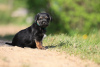 Additional photos: border terrier puppies