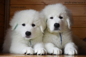Photo №4. I will sell  in the city of Voronezh. breeder - price - 519$