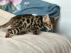 Additional photos: Bengal kitten