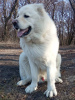 Photo №4. Mating caucasian shepherd dog in Ukraine. Announcement № 11229
