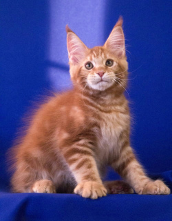 Photo №2 to announcement № 3151 for the sale of maine coon - buy in Russian Federation private announcement, from nursery, breeder