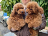 Photo №2 to announcement № 41983 for the sale of poodle (toy) - buy in Germany private announcement