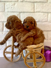 Photo №4. I will sell poodle (toy) in the city of Voronezh. private announcement, breeder - price - negotiated