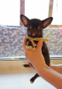 Photo №1. chihuahua - for sale in the city of Иваново | 741$ | Announcement № 8699