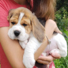 Photo №1. beagle - for sale in the city of Rovaniemi | 397$ | Announcement № 127701