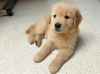 Photo №1. golden retriever - for sale in the city of Ostrava | negotiated | Announcement № 115748