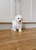 Photo №1. bichon frise - for sale in the city of Uppsala | Is free | Announcement № 89561