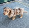 Photo №2 to announcement № 111963 for the sale of dachshund - buy in Bulgaria private announcement