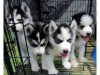 Photo №1. siberian husky - for sale in the city of Virginia Beach | 500$ | Announcement № 63491