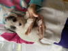 Additional photos: Maltipu puppies looking for a home