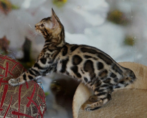 Photo №2 to announcement № 5283 for the sale of bengal cat - buy in Ukraine from nursery, breeder