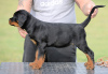 Additional photos: Rottweiler puppies, top litter