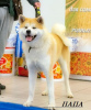 Photo №2 to announcement № 7771 for the sale of akita - buy in Russian Federation breeder