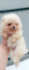 Photo №1. pomeranian - for sale in the city of St. Petersburg | negotiated | Announcement № 42493