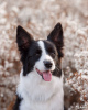 Photo №2 to announcement № 11330 for the sale of border collie - buy in Russian Federation from nursery