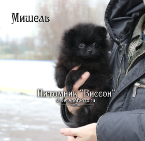Photo №4. I will sell pomeranian in the city of Eagle. from nursery, breeder - price - Negotiated