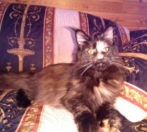 Photo №3. Maine Coon titled cat 8 months. Russian Federation