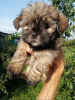 Photo №4. I will sell shih tzu in the city of Valga. private announcement, from the shelter, breeder - price - 475$