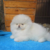 Additional photos: Pomeranian puppies