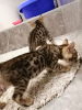 Photo №1. bengal cat - for sale in the city of Смолевичи | 200$ | Announcement № 20856