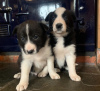 Photo №1. border collie - for sale in the city of Darłowo | 449$ | Announcement № 13572