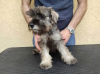 Additional photos: Miniature Schnauzer puppies