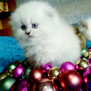Photo №4. I will sell scottish fold in the city of Chelyabinsk. private announcement - price - 245$