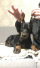 Additional photos: Doberman puppies