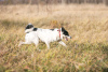 Photo №3. Mikas the dog is a curious nose looking for a home!. Russian Federation