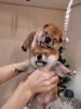 Photo №1. shiba inu - for sale in the city of Novokuznetsk | 1302$ | Announcement № 82303