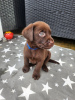 Photo №1. labrador retriever - for sale in the city of Three Rivers | 400$ | Announcement № 77798