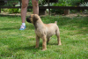 Photo №3. South African Mastiff, Boerboel. Serbia