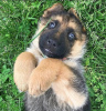 Photo №2 to announcement № 123870 for the sale of german shepherd - buy in Germany 