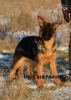 Photo №2 to announcement № 80656 for the sale of german shepherd - buy in Ukraine from nursery