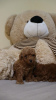 Photo №3. Mini poodle. Serbia