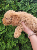 Additional photos: Toy poodle puppies