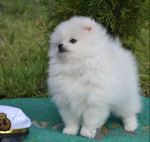 Photo №2 to announcement № 7464 for the sale of pomeranian - buy in Russian Federation breeder