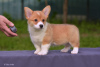 Photo №3. Welsh corgi pembroke puppies. Russian Federation