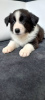 Photo №4. I will sell border collie in the city of Żory. breeder - price - 884$