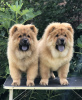 Photo №1. chow chow - for sale in the city of Belgrade | negotiated | Announcement № 117441