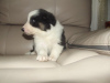 Photo №2 to announcement № 123647 for the sale of non-pedigree dogs - buy in Germany 